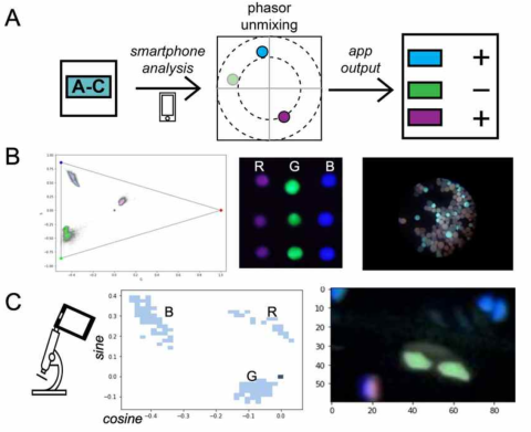 Figure 1. Smartphone detection of bioluminescent phasors for point-of-care diagnosis. (A) Phasor analysis with unique bioluminescent biosensors enables multiplexed detection in a single sample. (B) Spectral phasor distribution of three bioluminescent reporters obtained experimentally using an iPhone camera and processing the images with simulated RGB colors.  Images of beads grafted with custom bioluminescent probes are also shown. (C) Smartphone-enabled detection of cellular bioluminescent reporters. 