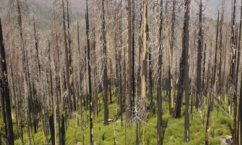 Study Shows Impacts of Deforestation and Forest Burning on   Biodiversity